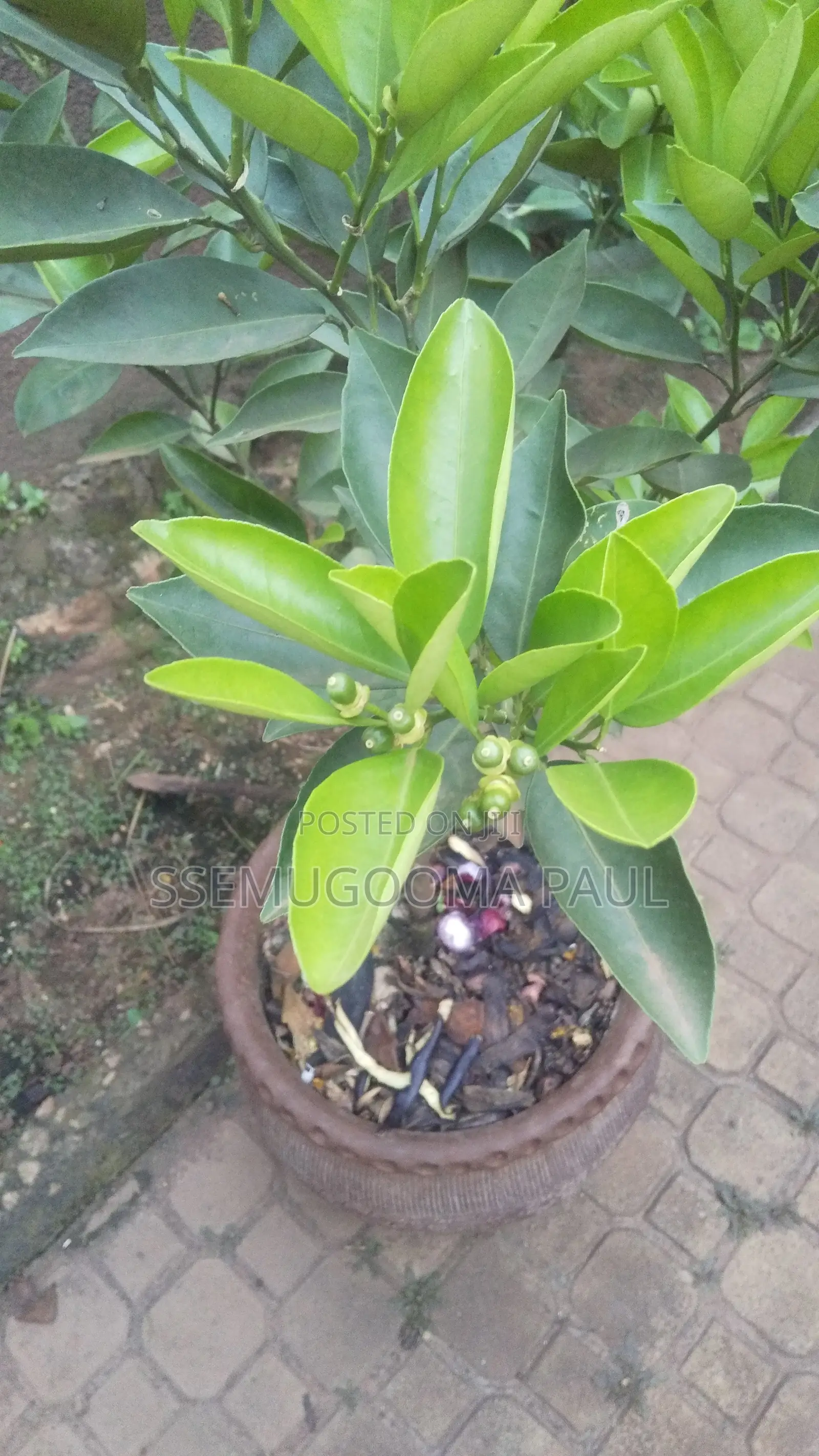 Pixie Orange Seedlings