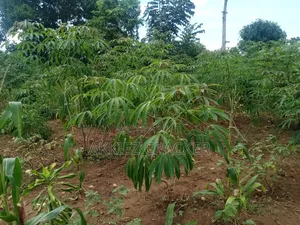 Fertile Land for Sale