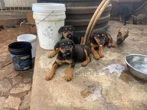 1-3 months Male Purebred Rottweiler