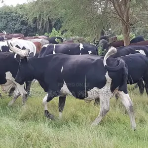 Very Strategic 400 Acres for Both Cattle Grazing and Farming