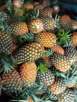Pineapples