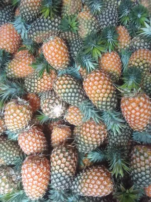 Pineapples