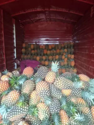 Pineapples