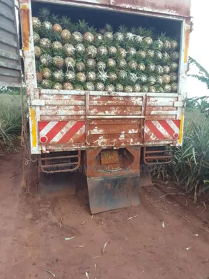 Pineapples