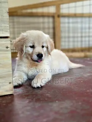 1-3 months Male Purebred Golden Retriever