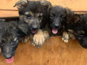 0-1 month Male Purebred German Shepherd