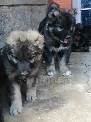 3-6 months Male Purebred German Shepherd