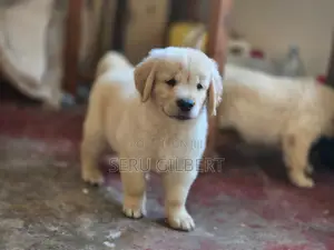 1-3 months Male Purebred Golden Retriever