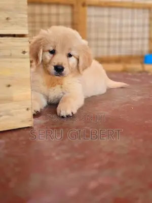 1-3 months Male Purebred Golden Retriever