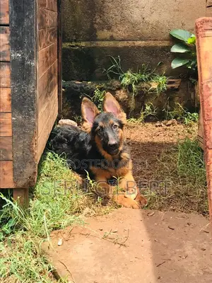 3-6 months Male Purebred German Shepherd