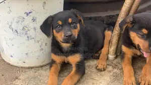 1-3 months Male Purebred Rottweiler