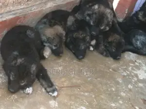 1-3 months Male Purebred German Shepherd
