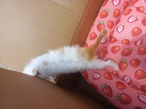 1-3 months Male Purebred American Bobtail