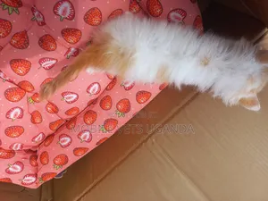 0-1 month Female Purebred American Bobtail