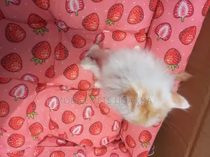 3-6 months Female Purebred American Bobtail