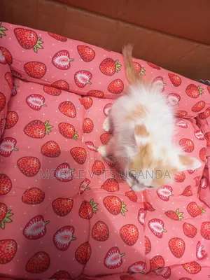 1-3 months Female Purebred American Bobtail