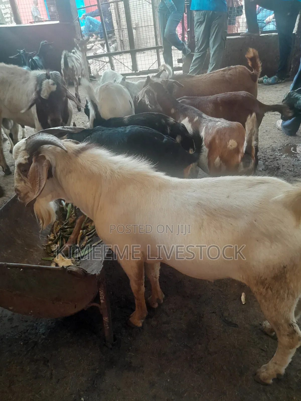 Boer Goats and Local Breed Available in Kampala