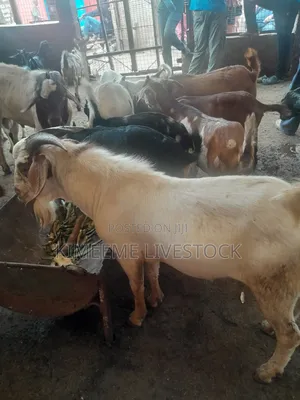 Boer Goats and Local Breed Available in Kampala