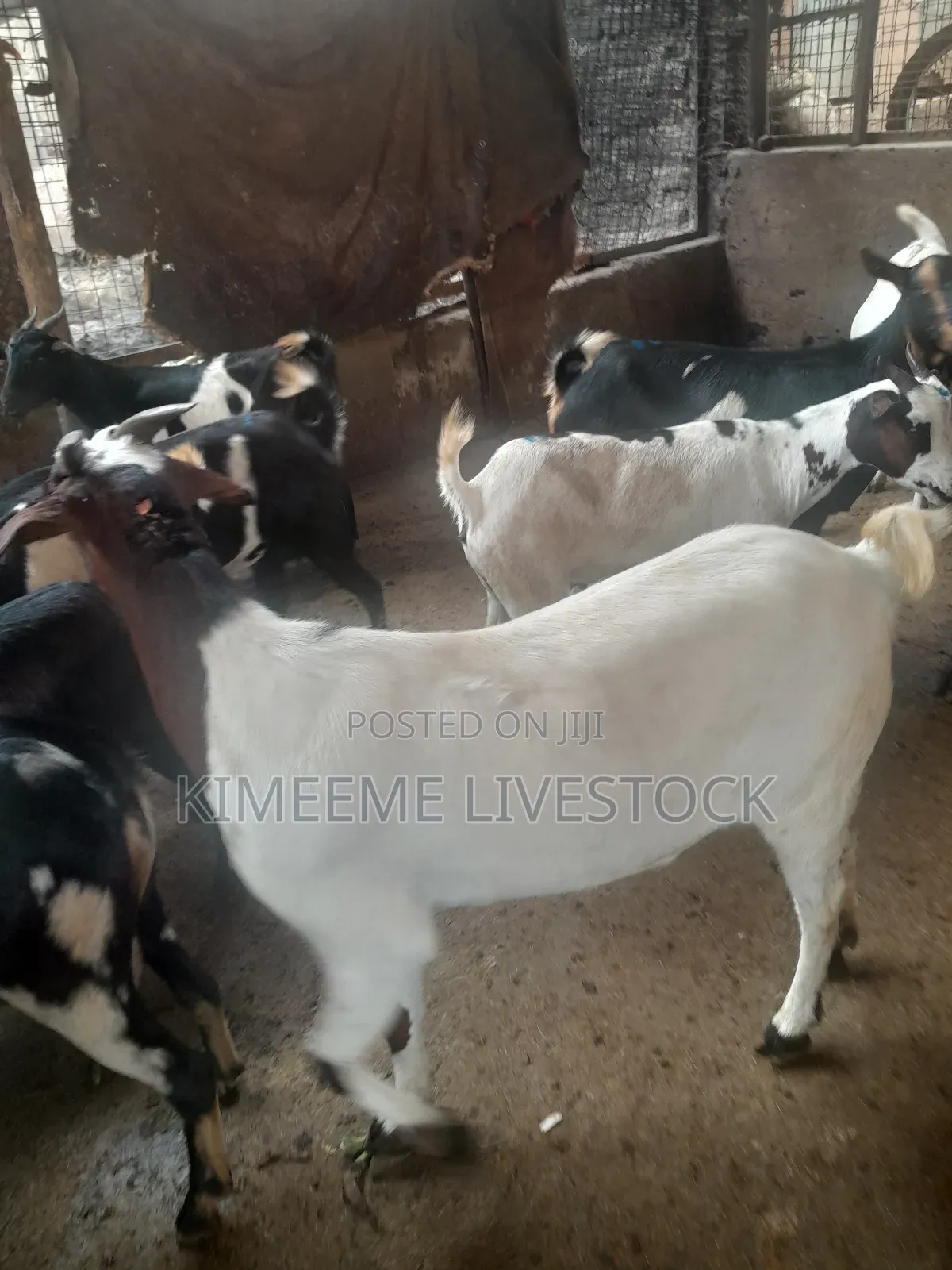 Boer Goats and Local Breed Available in Kampala