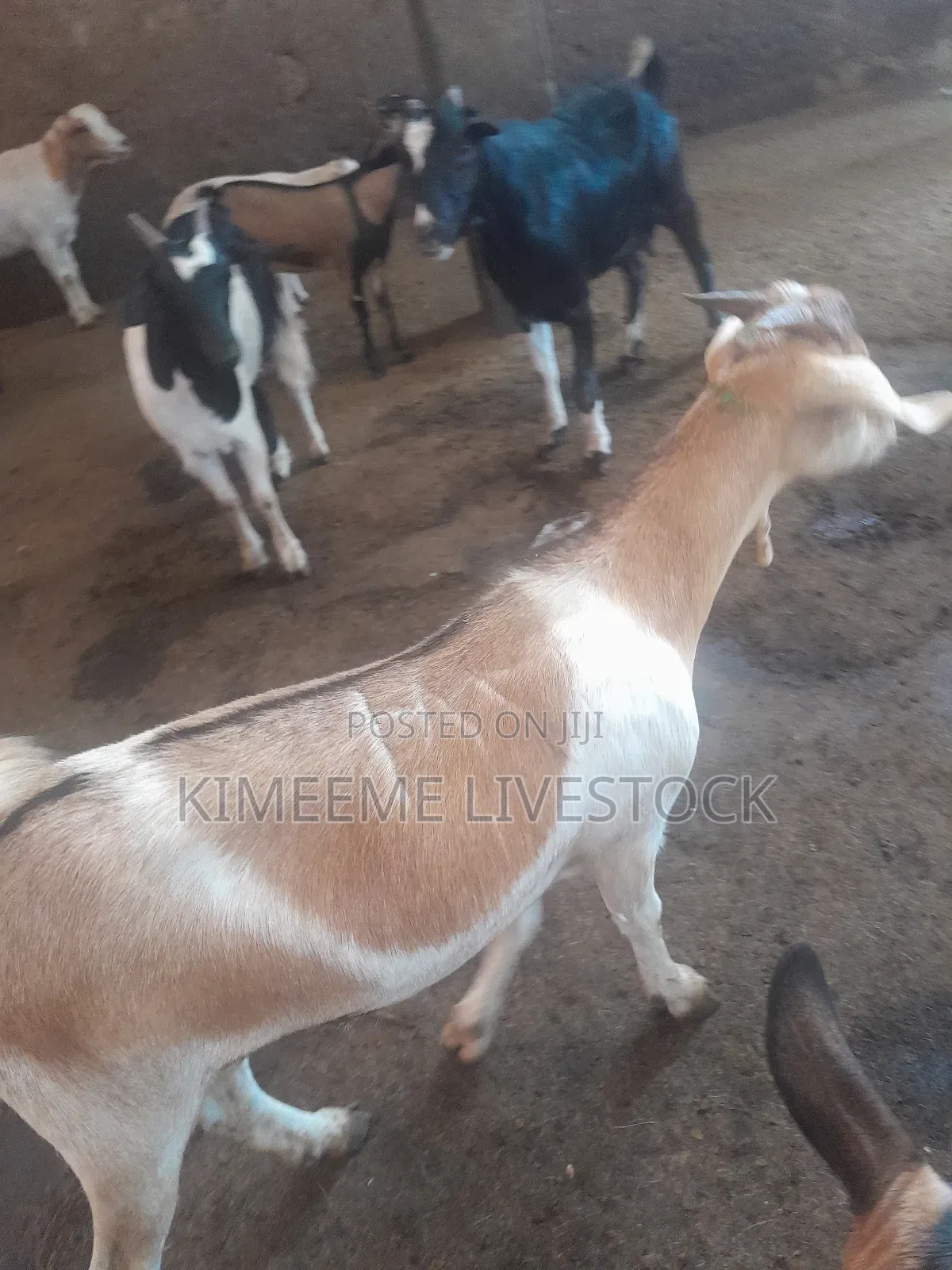 Boer Goats and Local Breed Available in Kampala