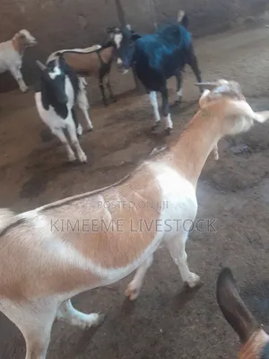 Boer Goats and Local Breed Available in Kampala