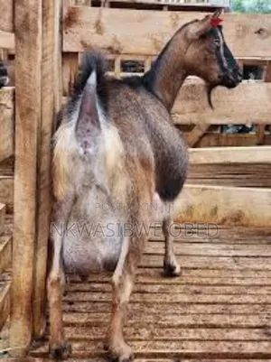 Saanen Goat