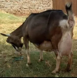 Saanen Goat