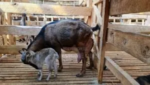 Saanen Goat