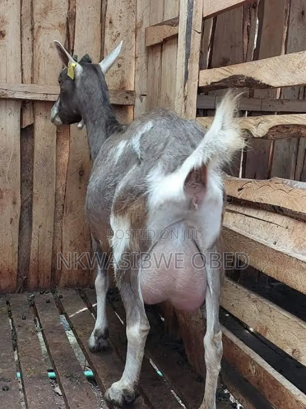 Saanen Goat