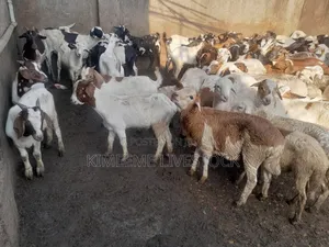 Goats  and Sheep  for Rearing in Kampala City and Near