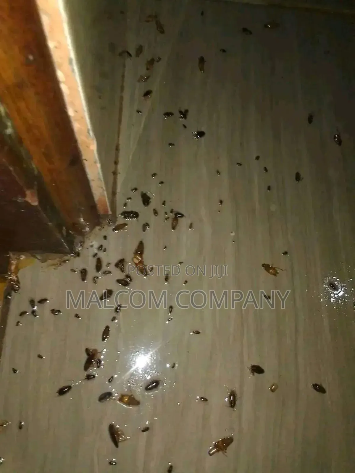 Bed Bugs Killing Chemicals.
