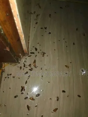 Bed Bugs Killing Chemicals.