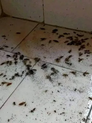 Cockroaches Fumigation Services