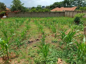 Plot on Sale Enclosed in a Wall Fence (100x100ft ) in Kira