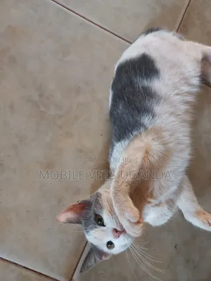 6-12 months Male Purebred American Wirehair