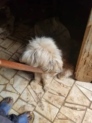 1+ year Female Purebred Maltese