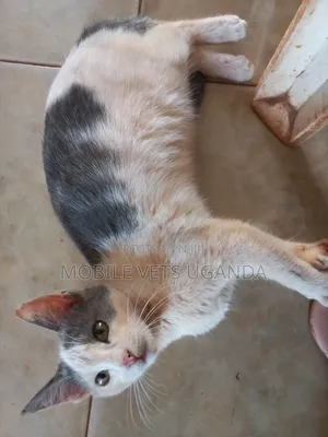 6-12 months Female Purebred Exotic