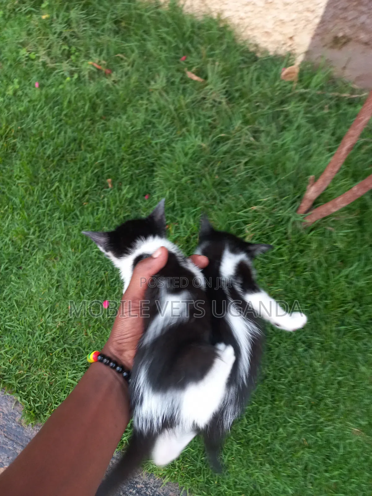 3-6 months Male Purebred Burmese