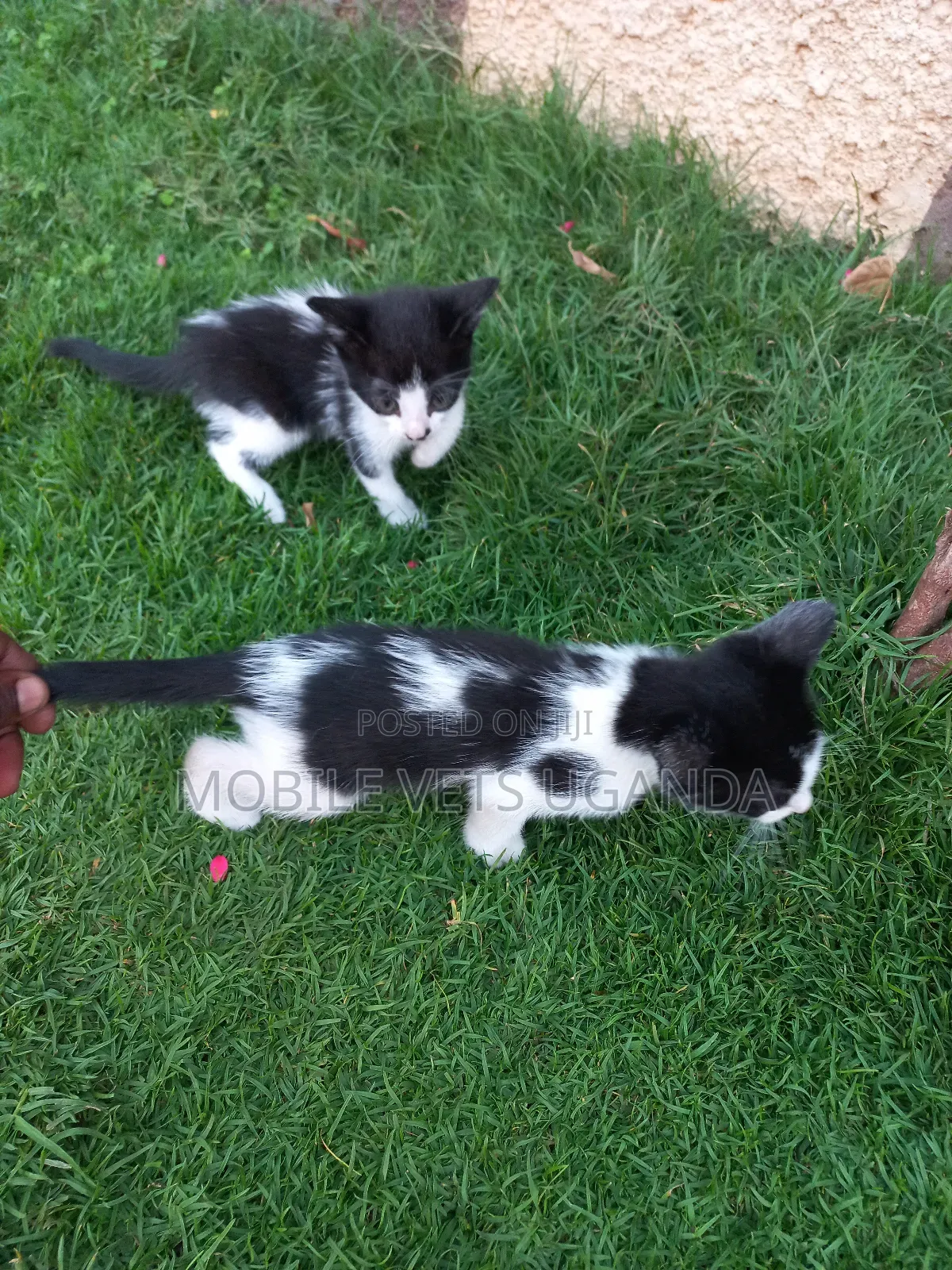 1-3 months Female Purebred Tabby
