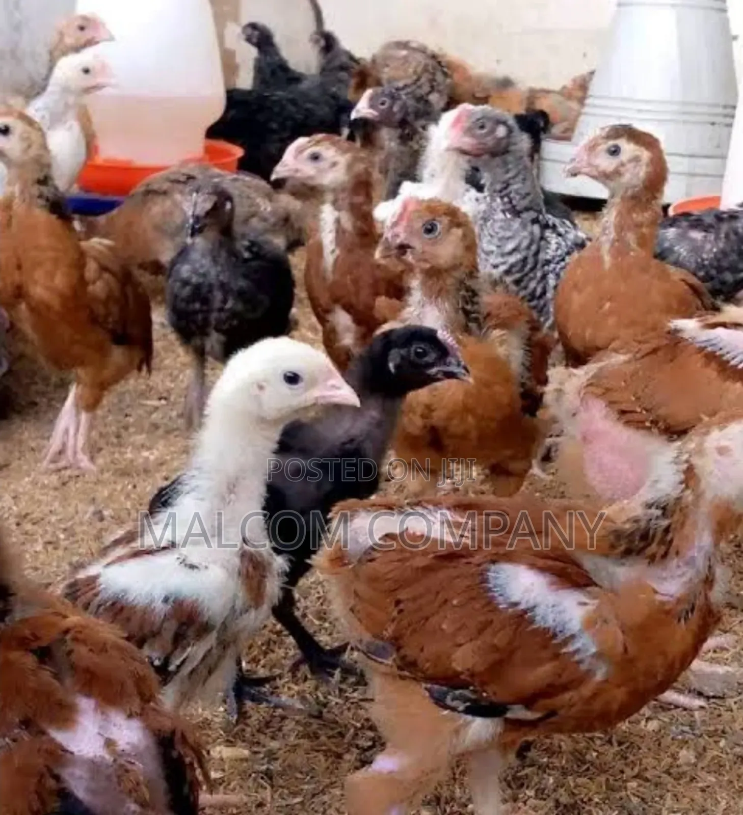 Fast Growing Local Kroilers.
