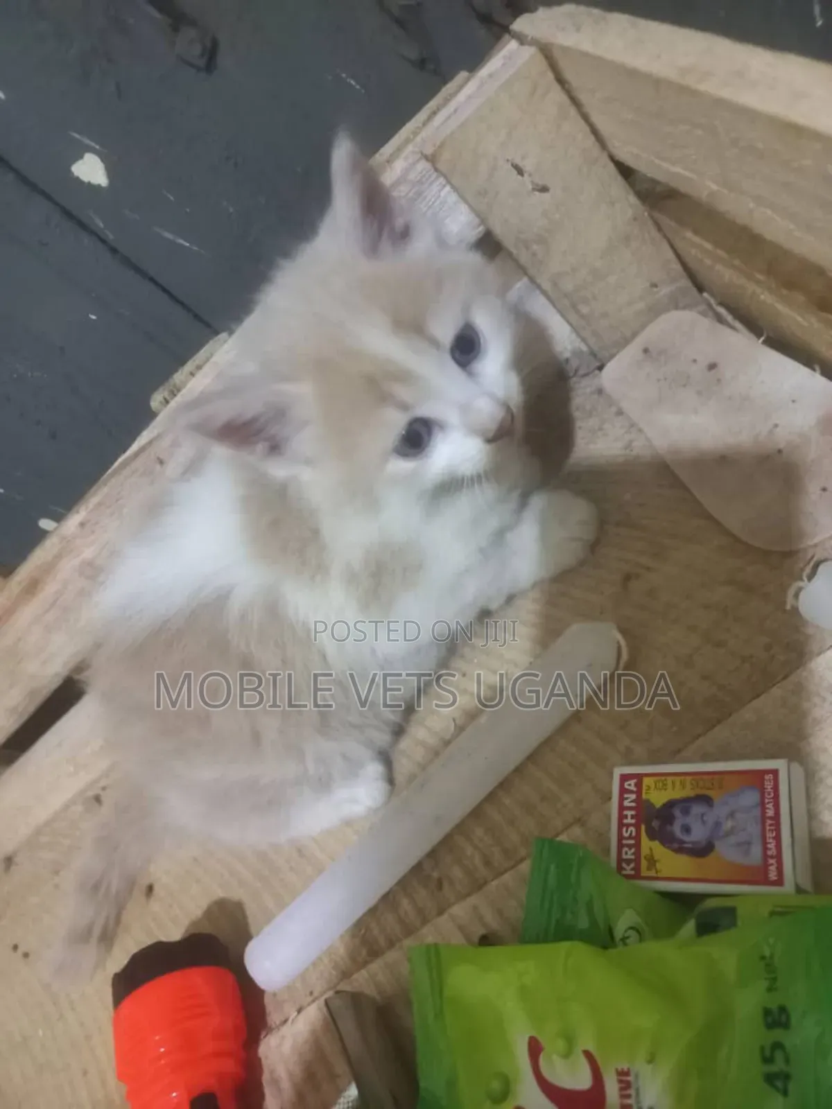 1-3 months Male Purebred Birman