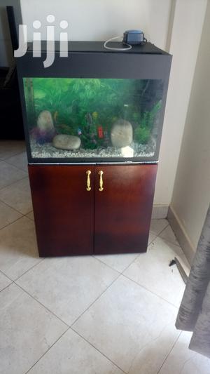 Beautiful Aquariums From Aqua 2000