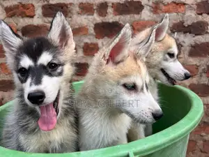 1-3 months Male Purebred Siberian Husky