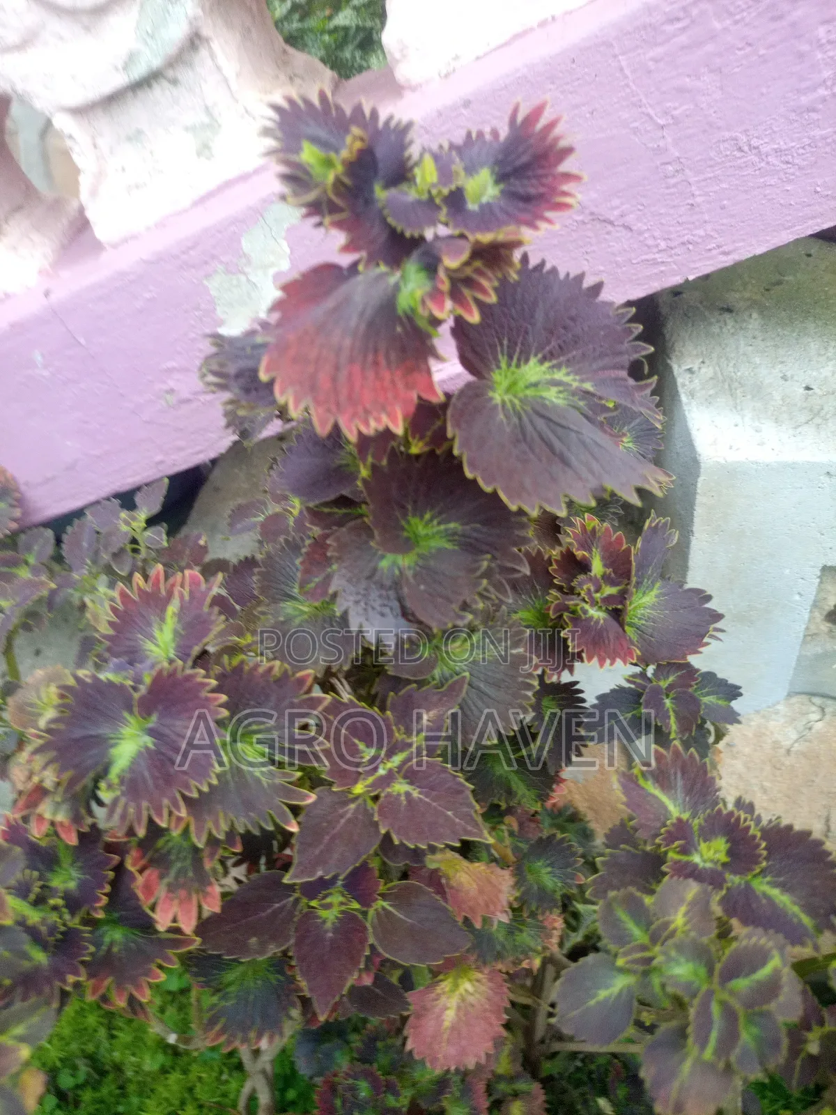 Natural Flowers
