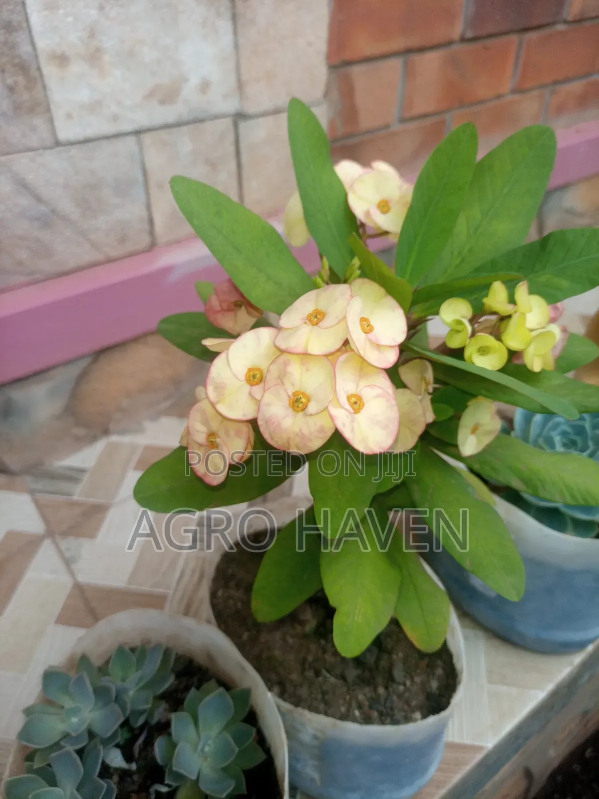 Natural Flowers