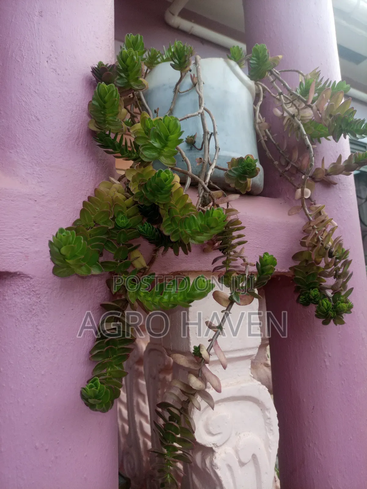 Natural Flowers