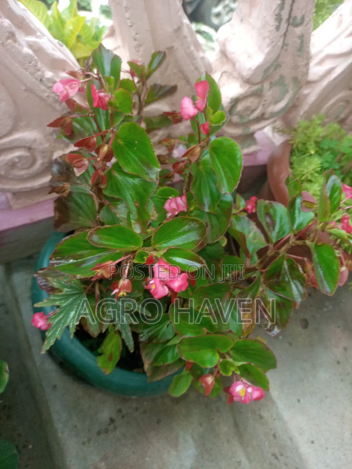 Natural Flowers