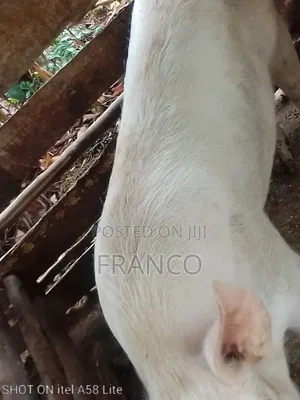 Mature Boar on Sale