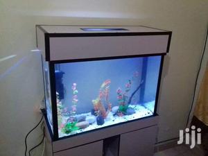 Aquariums At Aqua 2000