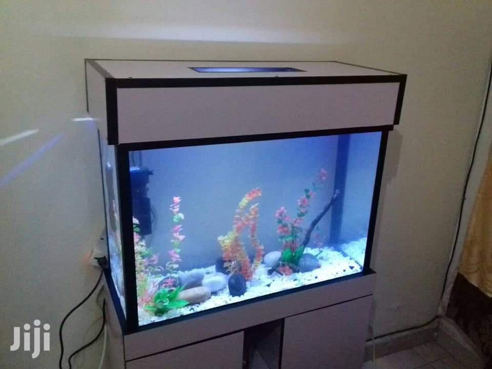 Aquariums At Aqua 2000